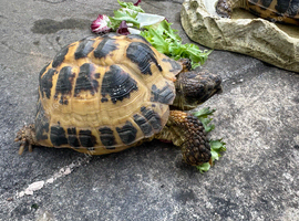 2x tortoises with a temp Viv, heat lamps and a few accessories. Medium to big sized