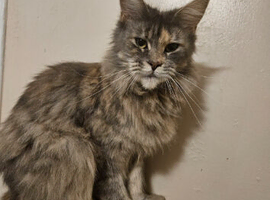 3 year old gccf registered main coon