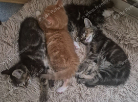Gorgeous Kittens for sale