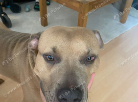 staffie cross american bully named kane