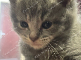 Five Gorgeous Kittens Looking for Their Forever Homes