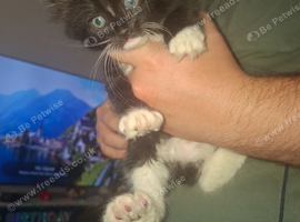 female kitten