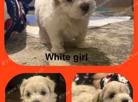 5 week old beautiful maltipoo puppies