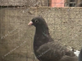 Beautiful pigeons