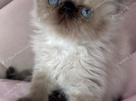 stunning pedigree Persian Kittens