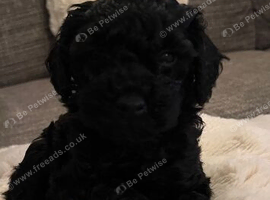 GORGEOUS TOY POODLES PUPPIES!
