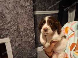 Cocker spaniel pups