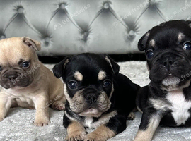 French bulldog puppies