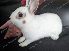 Looking to rehome my rabbit