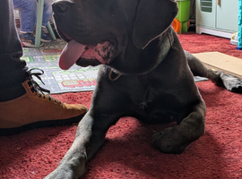 11 month old female cane corso needs loving home