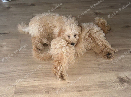Puppies for sale
