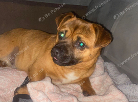 3 dogs to rehomed