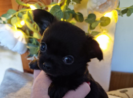 Stunning Long-Haired Apple Head Chihuahua Puppies Ready Soon