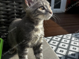 Half Maine coon boy