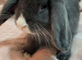 Mini lop baby