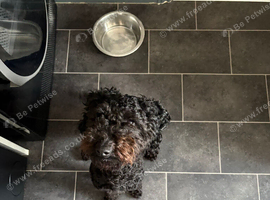 Cross Bedlington poodle bitch 1 year old