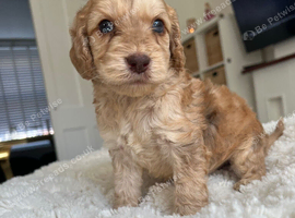 Cockapoo puppies