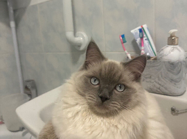 Loving Boy looking for a new home