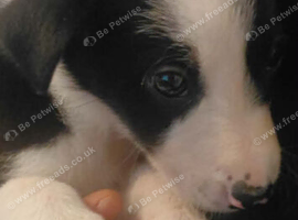 Border collie