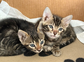 Bengal kittens