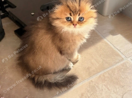 Teddy Bear Scottish / Persian cross Fold Kittens for Sale