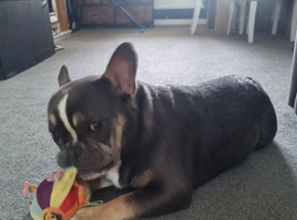 French/english bulldog puppy