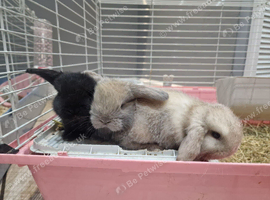 Baby mini lops
