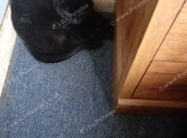 Cat for  sale