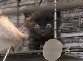 Kittens