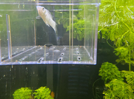 White/silver molly male