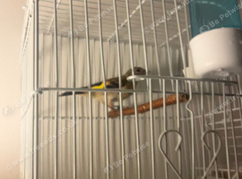 Baby Goldfinch for sale