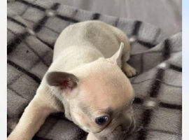 Beautiful little girl frenchie