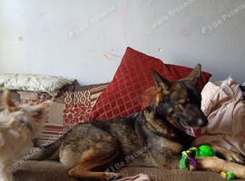 Stunning and friendly 3 year old female perfect temperament, bought up with kids, had 2 litter