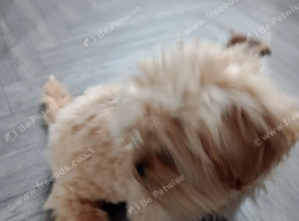 Shih tzu I'm looking for a new own for my puppy no time wasters do not message me unless you've got the money to pay for him
