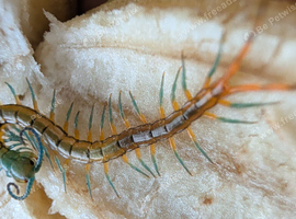CB scolopendra pedelings for sale