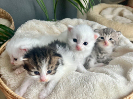 Four very fluffy kittens