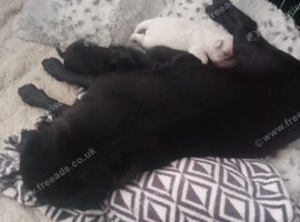 4 beautiful girl puppies