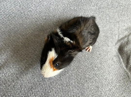 Baby male