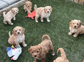 Stunning litter of Cavachon pups