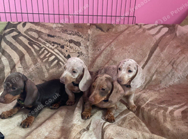 Pedigree miniature dachshund Puppies