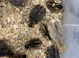 Coturnix Japanese quail