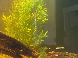 Guppies