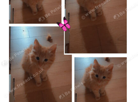 Ragdoll girl 12 weeks