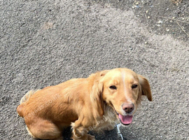 Female cocker spaniel