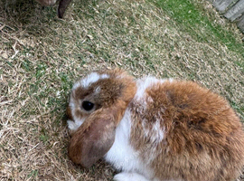 Rabbit mini lop
