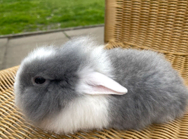 Baby bunnies ready to leave