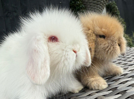 Stunning Mini Lion Lop Boys