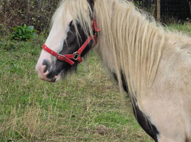 2yr old gelding