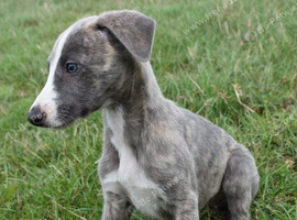 Stunning Pedigree Whippet Boy Puppy Stanley