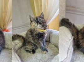 8 maine coons ready for new homes in Bury